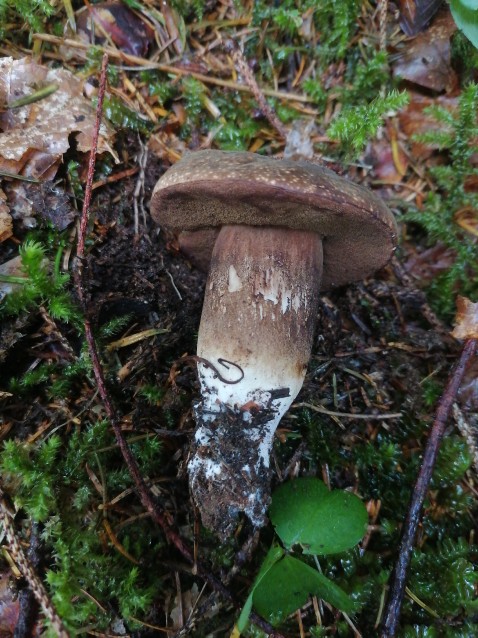 Boletopsis leucomelaena