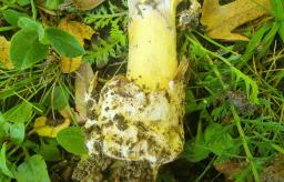 Amanita dryophila