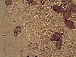 Conocybe macrospora