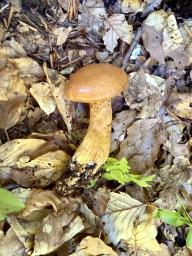 Aureonarius callisteus