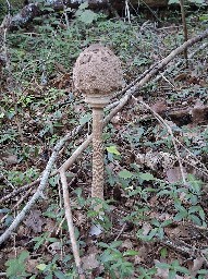 Macrolepiota procera