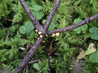 Lachnellula subtilissima