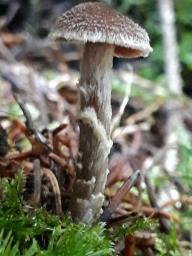 Cortinarius flexipes