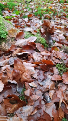 Gyromitra infula