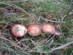 Russula decipiens