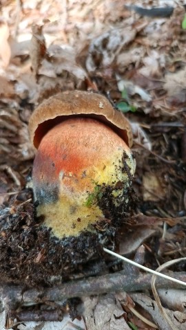 Neoboletus erythropus