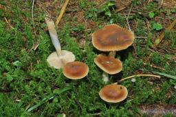 Cortinarius collinitus