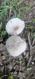 Leucoagaricus barssii