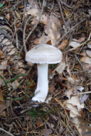 Hygrophorus agathosmus