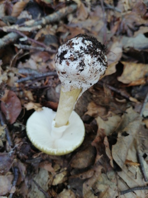 Amanita phalloides