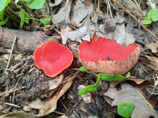 Sarcoscypha austriaca