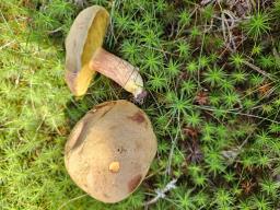 Xerocomus subtomentosus