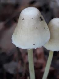 Mycena epipterygia