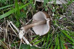 Pluteus cervinus