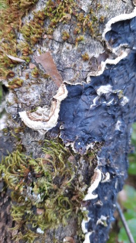 Auricularia mesenterica