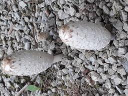 Coprinus comatus