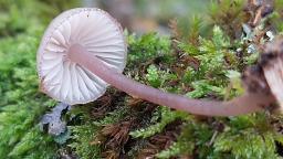 Mycena purpureofusca