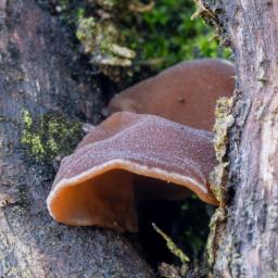 Auricularia auricula-judae