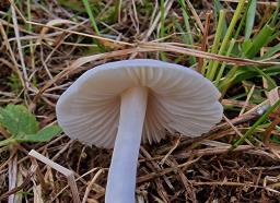 Cuphophyllus fornicatus