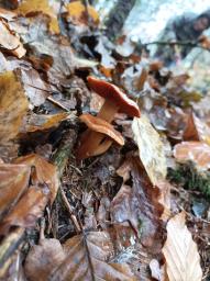 Cortinarius orellanus