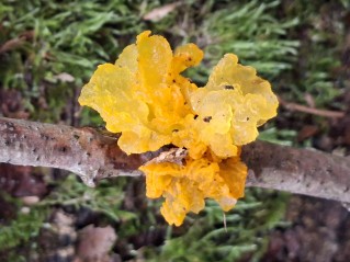 Tremella mesenterica