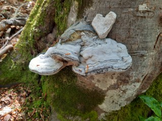 Fomes fomentarius