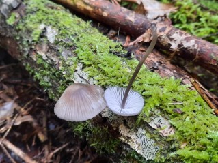 Mycena leptocephala