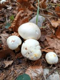 Hygrophorus chrysodon