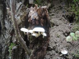 Clitocybe truncicola