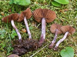 Cortinarius vernus