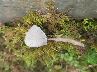 Mycena leptocephala
