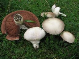 Agaricus campestris