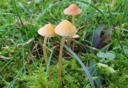 Galerina clavata