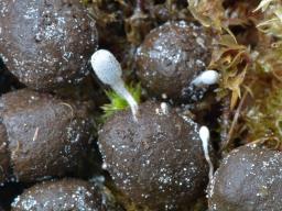 Coprinopsis stercorea