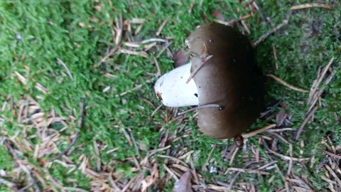 Russula amoenolens