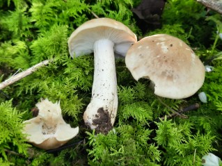 Calocybe gambosa