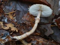 Lepiota pseudolilacea