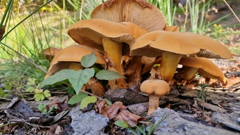 Phaeolepiota aurea