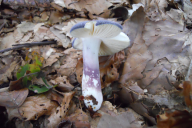 Russula parazurea