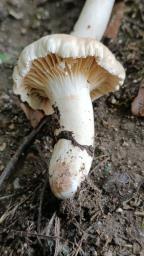 Lactarius ruginosus