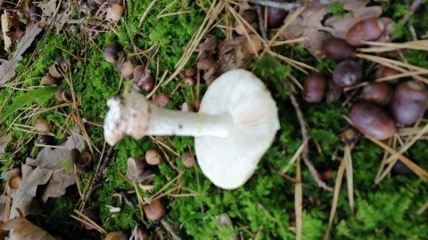 Amanita citrina