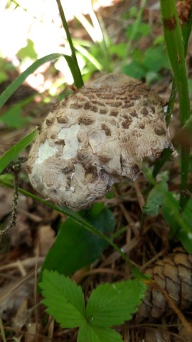 Macrolepiota procera