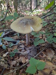 Amanita phalloides