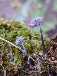 Mycena pseudocorticola