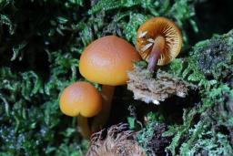 Gymnopilus bellulus