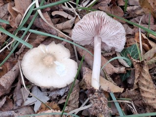 Mycena rosea