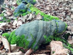 Fomes fomentarius