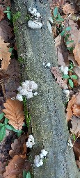 Schizophyllum commune