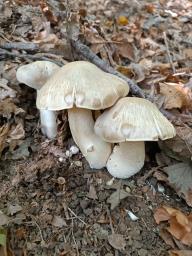 Entoloma sinuatum