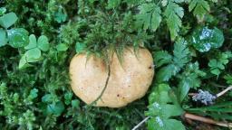 Lactarius scrobiculatus